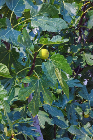 Branches of  fig tree ( Ficus carica ). Green vegetative backgroundの写真素材