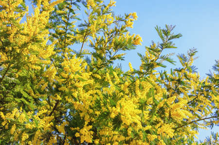 Spring flowers. Branches of Acacia dealbata tree with bright yellow flowers against blue sky on sunny dayの写真素材