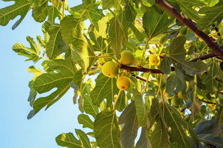 Branches of  fig tree ( Ficus carica ) with green leaves and fruitの写真素材