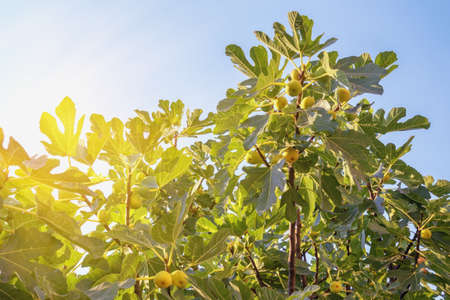 Branches of  fig tree with leaves and fruit against sky with sunlightsの写真素材