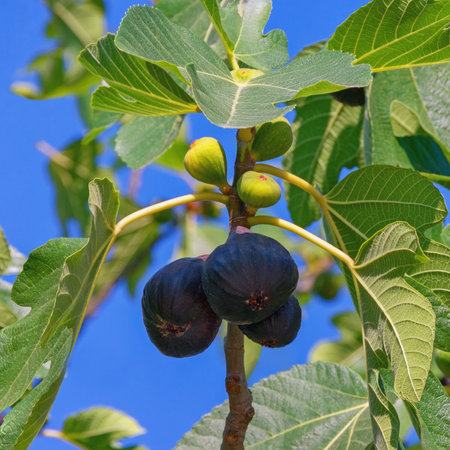 Branches of a fig tree (Ficus carica) with green leaves and fruits at different stages of ripeningの写真素材