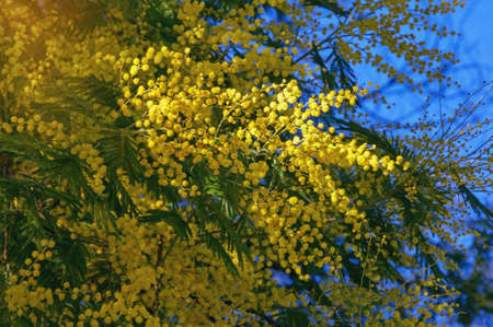 Branches of Acacia dealbata tree with bright yellow flowers on sunny spring dayの写真素材