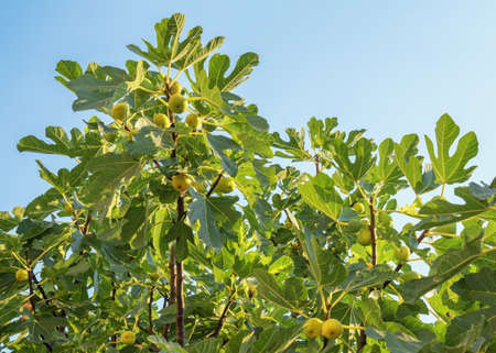 Branches of  fig tree ( Ficus carica ) with green leaves and fruit against skyの写真素材