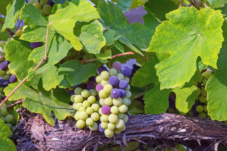 Autumn. Grape vine with leaves and fruits on sunny dayの写真素材