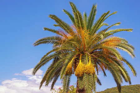 Canary Island Date Palm ( Phoenix canariensis ) against blue sky. Vacation concept. Space for text. Montenegroの写真素材