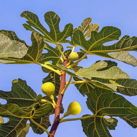 Branch of fig tree  with green leaves and fruit against blue skyの写真素材