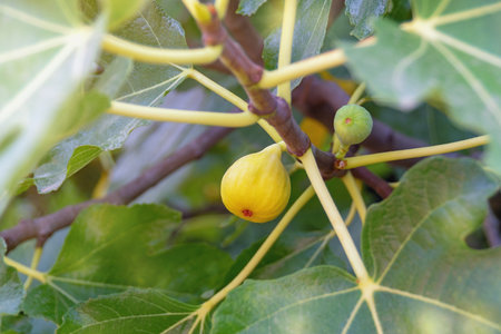 Branch of fig tree (Ficus carica) with leaves and fruit. Bokehの写真素材