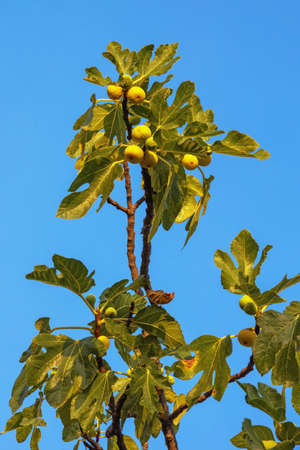 Branch of fig tree (Ficus carica) with green leaves and fruit against blue skyの写真素材