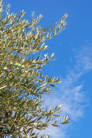 Branches of olive tree with leaves and fruit against blue skyの写真素材