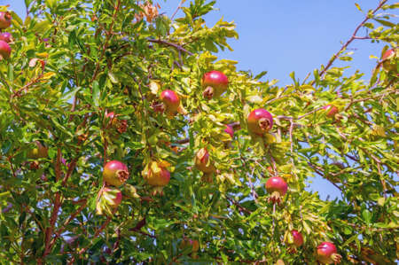 Branches of pomegranate tree  with leaves and fruit on sunny autumn dayの写真素材