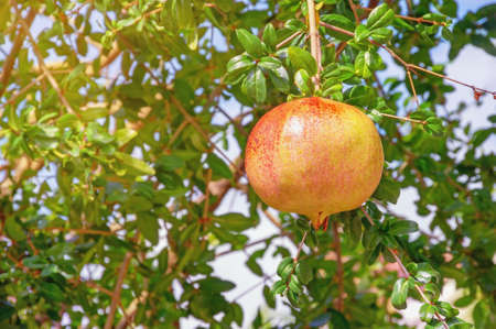 Branches of pomegranate tree  with leaves and one ripe fruit on sunny autumn dayの写真素材
