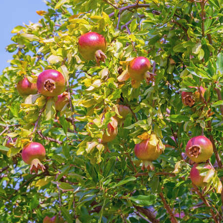 Pomegranate tree  with leaves and fruit on sunny autumn dayの写真素材