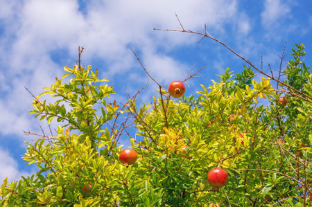 Branches of pomegranate tree  with leaves and fruit against sky on sunny autumn dayの写真素材