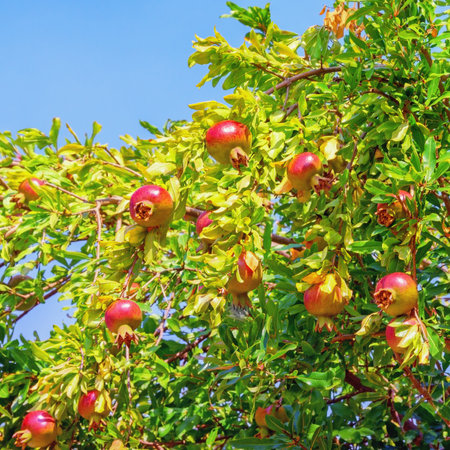 Branches of pomegranate tree  with leaves and ripe fruitの写真素材