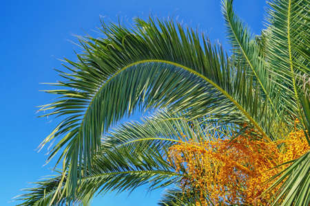 Canary Island Date Palm ( Phoenix canariensis ) with leaves and fruit against blue sky on sunny autumn day. Montenegroの写真素材