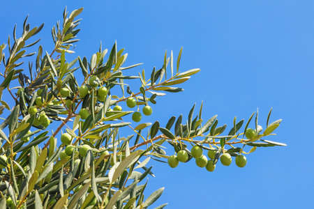 Branches of olive tree with leaves and fruit against blue sky on sunny autumn dayの写真素材