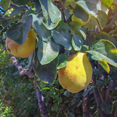 Branches of quince tree ( Cydonia oblonga ) with leaves and  ripe fruitの写真素材