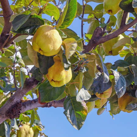 Branches of quince tree ( Cydonia oblonga ) with leaves and  ripe fruit against skyの写真素材