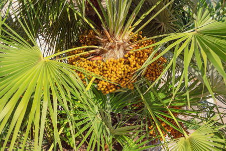 Fruit of Chamaerops humilis ( European fan palm or the Mediterranean dwarf palm ) on sunny autumn day, Montenegroの写真素材
