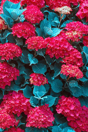 Surreal blue flora. Red flowers of hydrangea in gardenの写真素材