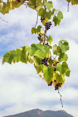 Grape vine with leaves and fruit against sky on autumn day