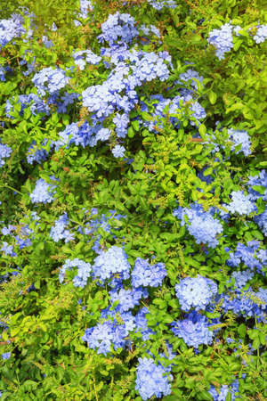 Blue flowers of Plumbago auriculata in garden on sunny day. Montenegroの写真素材