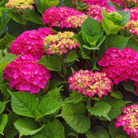 Bright flowers of hydrangea  (  Hydrangea macrophylla ) on summer dayの写真素材