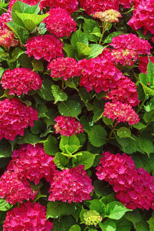 Beautiful red flowers of hydrangea  (  Hydrangea macrophylla ) on sunny summer dayの写真素材