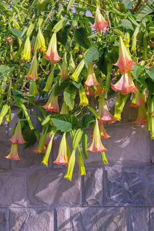 Beautiful  flowers of  Brugmansia aurea ( Datura aurea ) in garden. Montenegroの写真素材