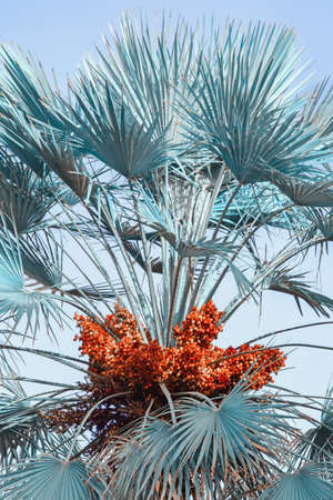 Leaves of fan palm with fruit against sky. Color tintingの写真素材