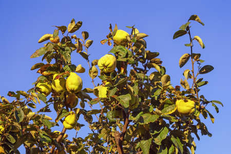 Branches of quince tree ( Cydonia oblonga ) with leaves and  ripe fruit against sky on sunny autumn dayの写真素材