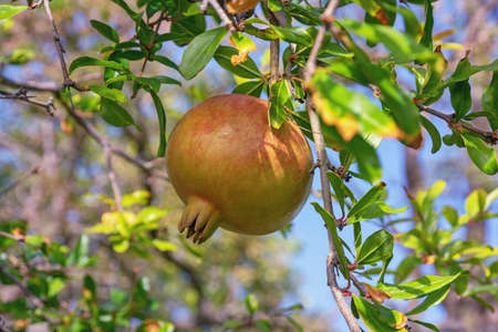 Autumn. Branch of pomegranate tree  with leaves and fruitの写真素材