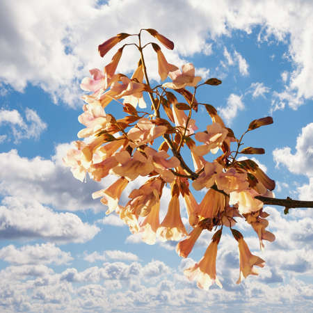 Spring flowers.  Flowers of  Paulownia tomentosa tree against skyの写真素材