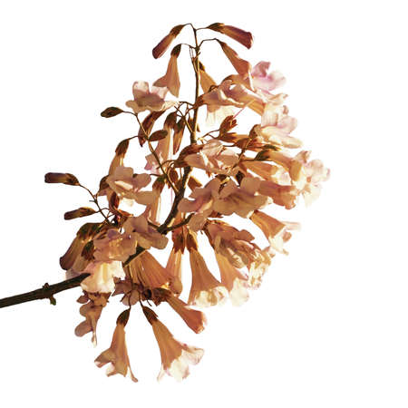 Spring flowers. Flowers of Princess tree ( Paulownia tomentosa ), isolated on whiteの写真素材