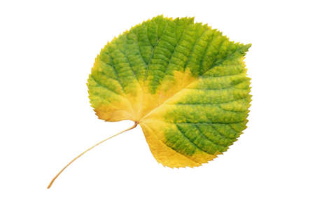 Autumn yellow-green leaf of linden tree isolated on whiteの写真素材