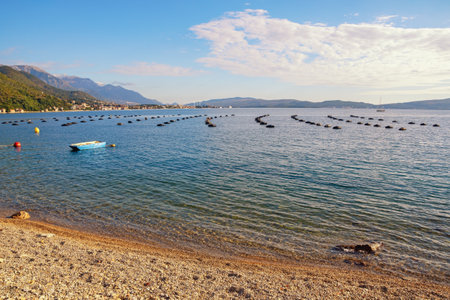 Beautiful Mediterranean landscape on sunny autumn day.  Mussel farm.  Growing mussels, rope culture. Montenegro, Adriatic Sea. View of Bay of Kotor near Kamenari town ( Herceg Novi )の写真素材