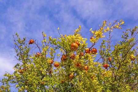 Sunny autumn. Branches of pomegranate tree  with leaves and fruit against skyの写真素材