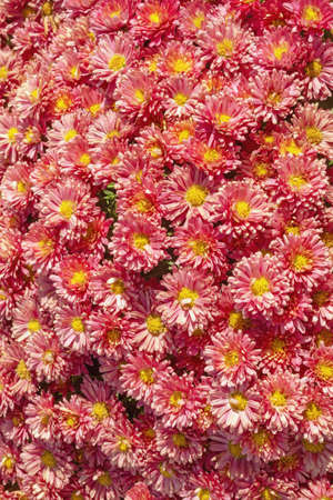 Beautiful floral background. Chrysanthemum flowers  in garden on sunny autumn dayの写真素材
