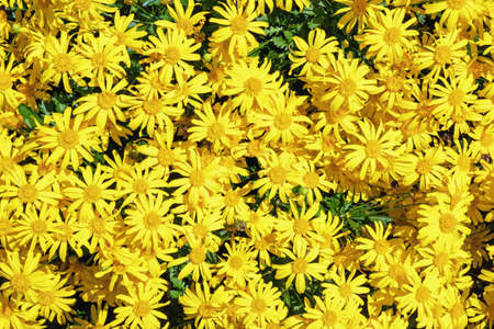 Autumn flowers. Yellow daisy flowers (Chrysanthemum coronarium) in garden on sunny dayの写真素材
