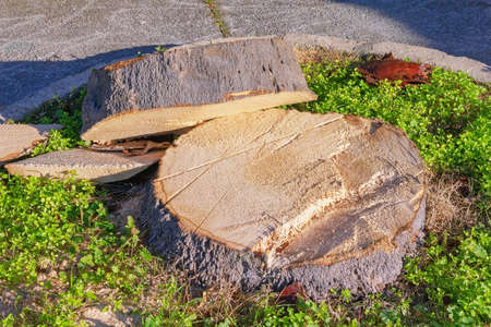 Stump and cross sections of tree trunk on courtyard. Cutting of old palm treeの写真素材