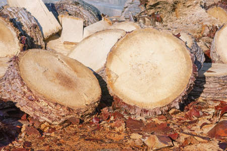 Cross sections of tree trunk. Cut of palm tree. Sawdust and parts of barkの写真素材