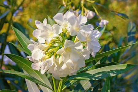 White flowers of oleander tree ( Nerium oleander ) in gardenの写真素材