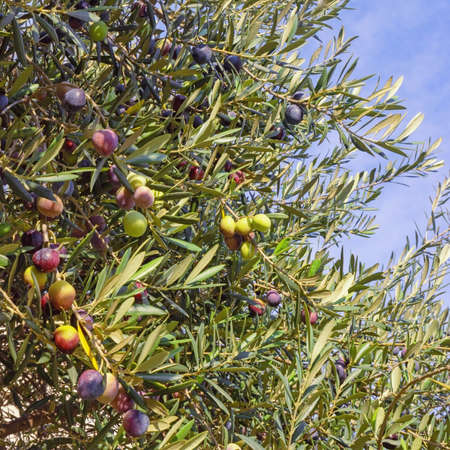 Branches of olive tree with leaves and fruit on sunny autumn dayの写真素材