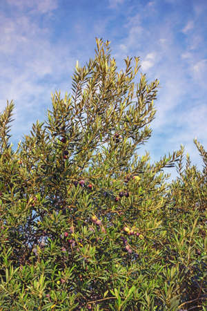 Branches of olive tree with leaves and fruit against sky on sunny autumn dayの写真素材