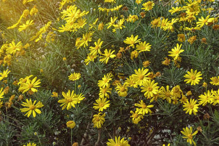 Sunny autumn flowers, floral background. Yellow daisy (Chrysanthemum coronarium)  in garden on sunny dayの写真素材