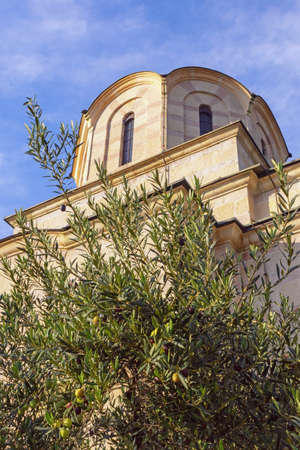 Balkans. Branches of olive tree against ancient church. Montenegro, Tivatの写真素材