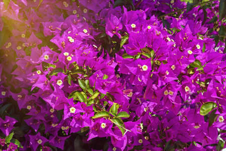 Purple Bougainvillea - beautiful ornamental vine with flowers and flower-like leaves in Mediterranean gardenの写真素材