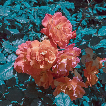 Blue flora. Beautiful flowers of rose in garden. Color toningの写真素材