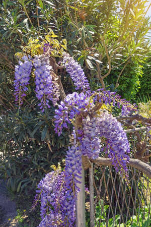 Beautiful spring flowers. Blooming wisteria vineの写真素材