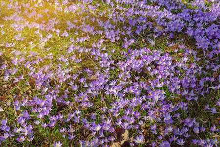 Glade with flowers of crocuses ( Crocus Vernus ) on sunny spring day. Dinaric Alpsの写真素材